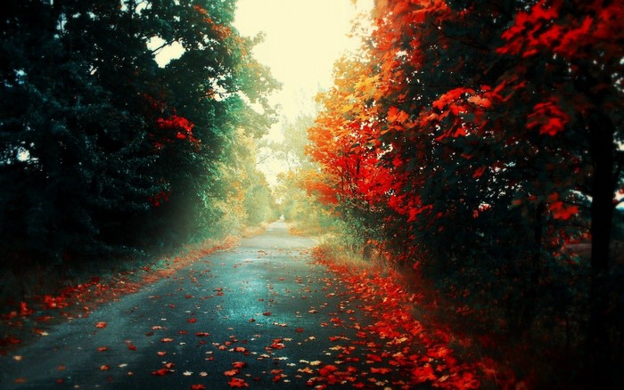 Road through autumn forest with red leaves