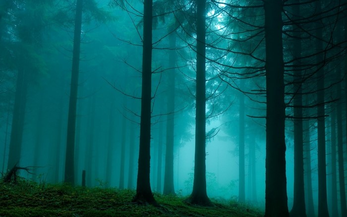 Misty forest with tall trees and green ground