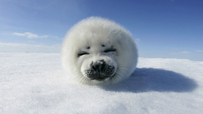 Baby harp seal resting on snow under blue sky