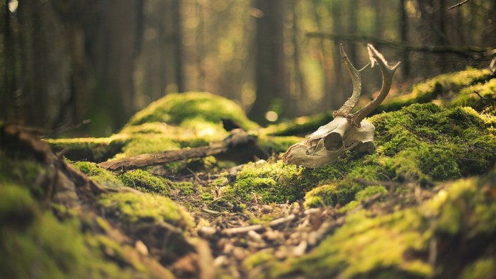 Deer skull on mossy ground in a forest