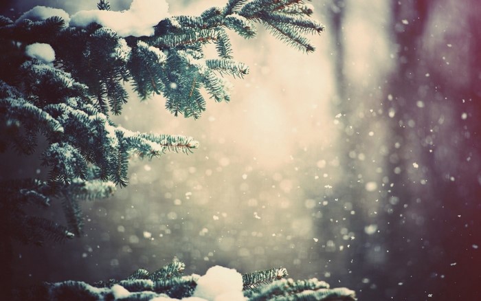 Snow falling on pine tree branches