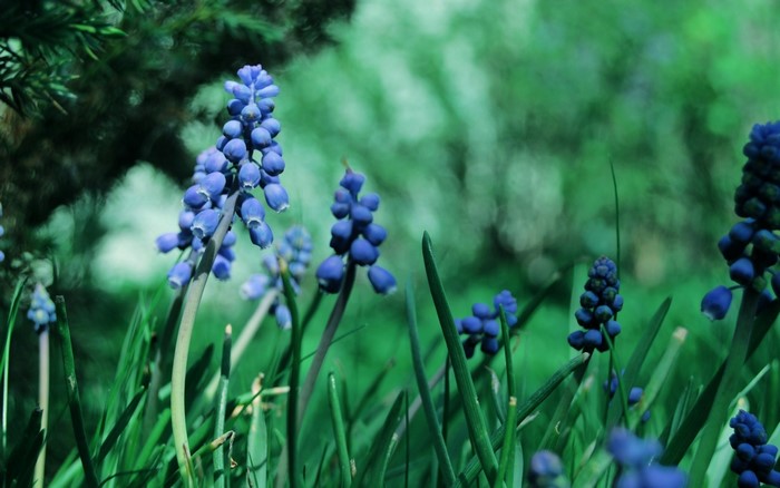 Blue Muscari flowers in green grass