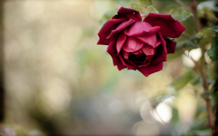 Close up of a deep red rose in bloom