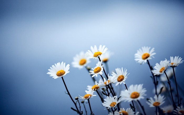 Delicate White Daisies Against a Soft Blue Sky