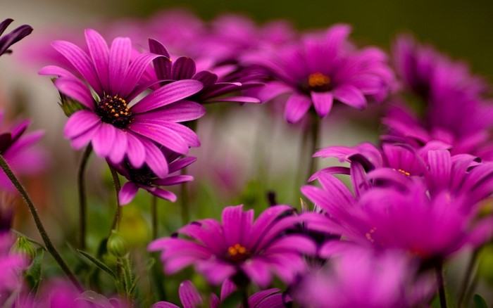 Purple daisy flowers with shallow depth of field