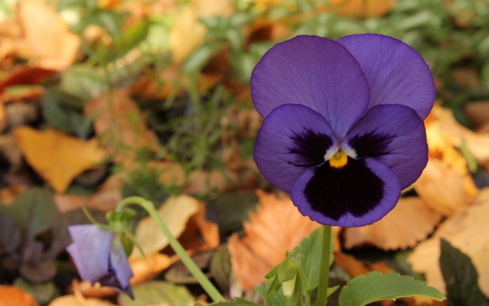 Purple pansy flower with dark center and yellow eye