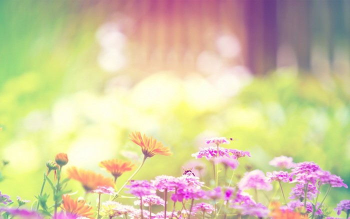 Close-up of orange and purple flowers in sunlight