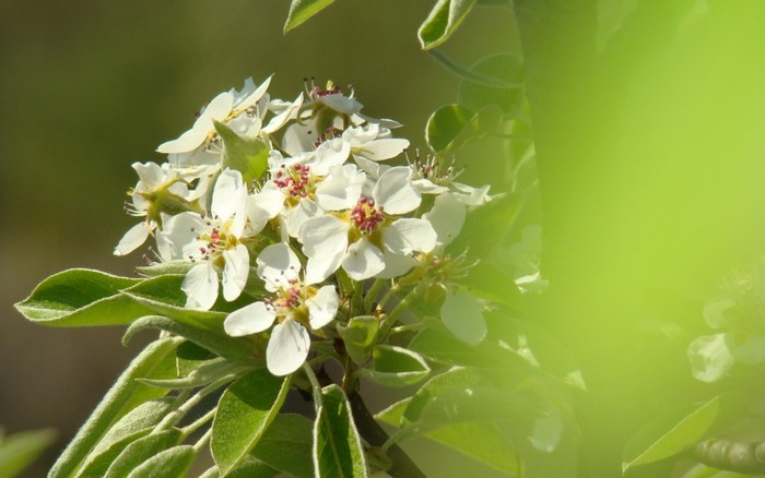 Close up of white pear blossoms on a branch