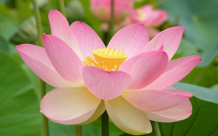 Pink Lotus Flower with Yellow Center