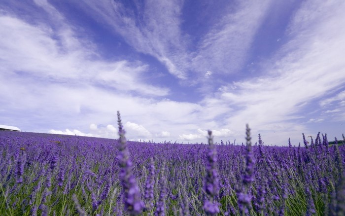 Lavender Field Under Blue Sky in Provence, France