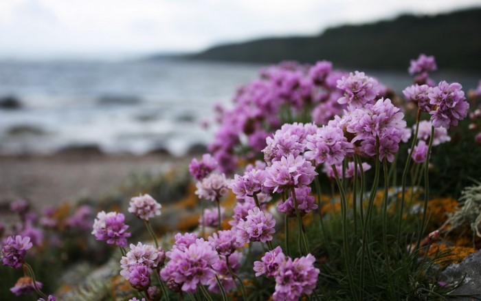 Pink wildflowers by the sea