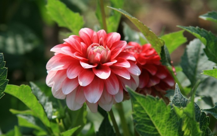 Red and white dahlia flowers among green leaves