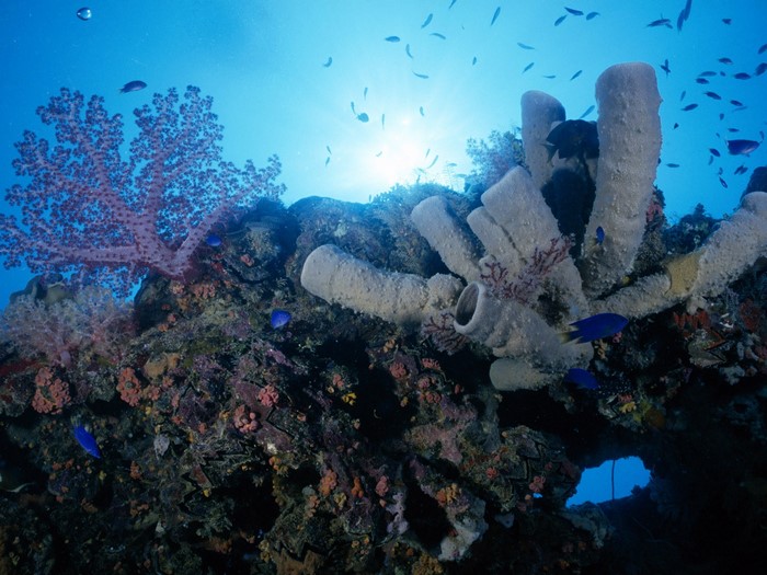 Underwater coral reef with fish and sponges