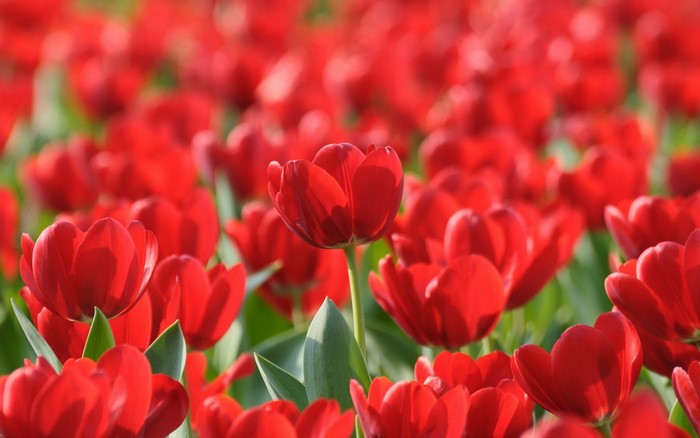 Field of Red Tulips