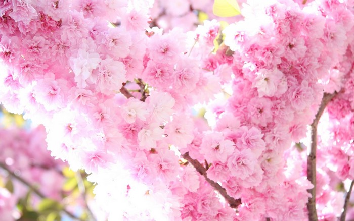 Close-up of pink cherry blossoms on a branch