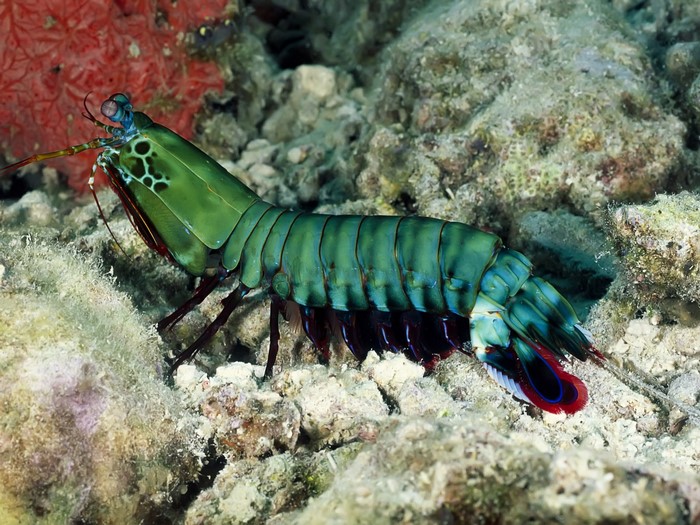 Vibrant Mantis Shrimp on Coral Reef