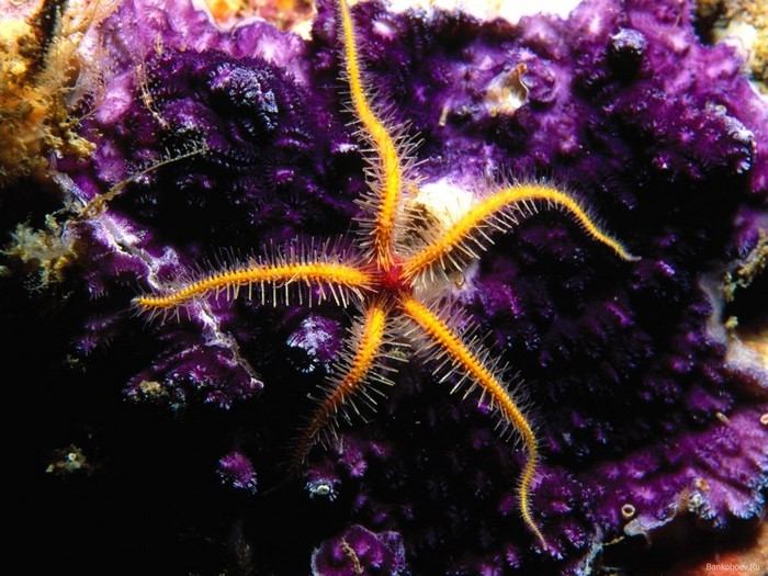 Orange Brittle Star on Purple Coral Reef