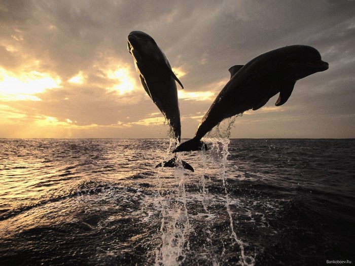 Two dolphins leaping from the ocean at sunset