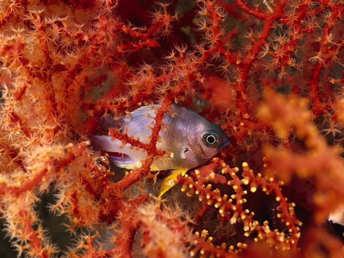 Small fish hiding in red coral reef