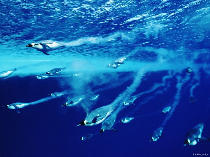 Penguins swimming underwater in a group