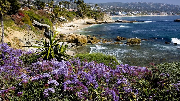 Purple wildflowers on a cliff overlooking the ocean