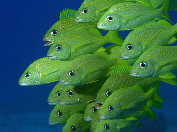 School of green fish underwater