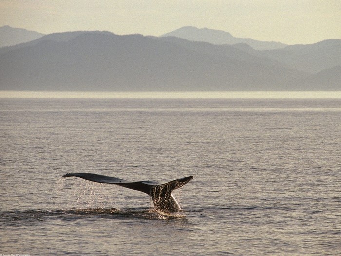 Humpback whale tail fluke diving into the ocean