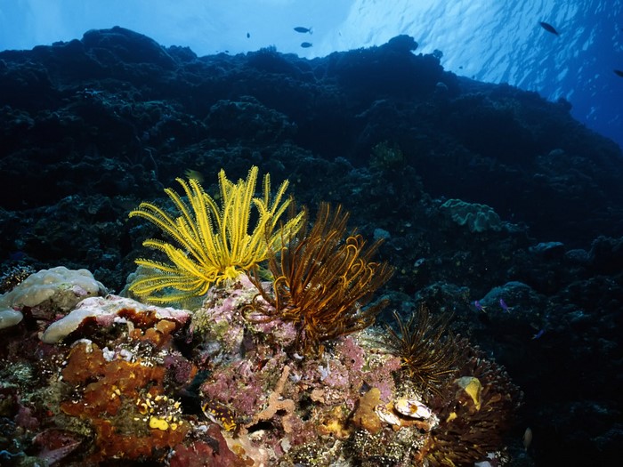 Underwater coral reef with yellow and brown sea anemones