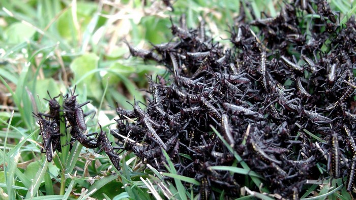 A large swarm of black grasshoppers on green grass