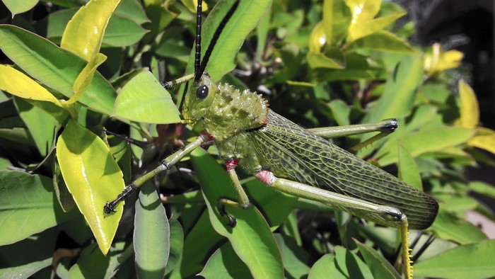 Green grasshopper on a plant with green and yellow leaves