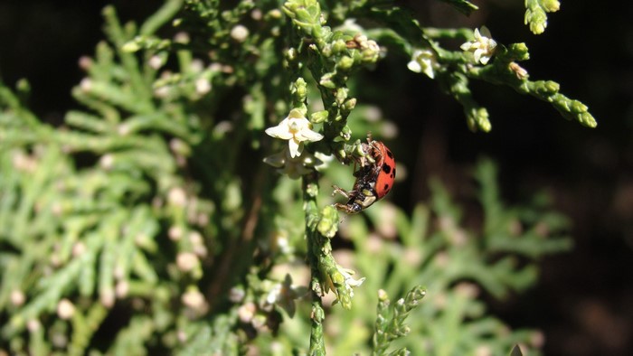 Ladybug on a green plant with small white flowers