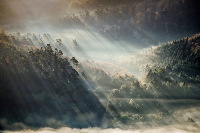 Sunlight Rays Through Misty Mountain Forest