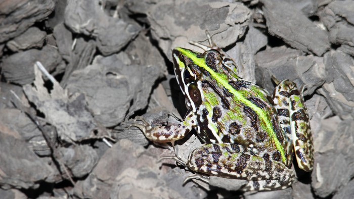 Green and brown frog on dark bark