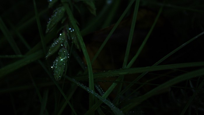 Close-up of grass with dew drops in darkness