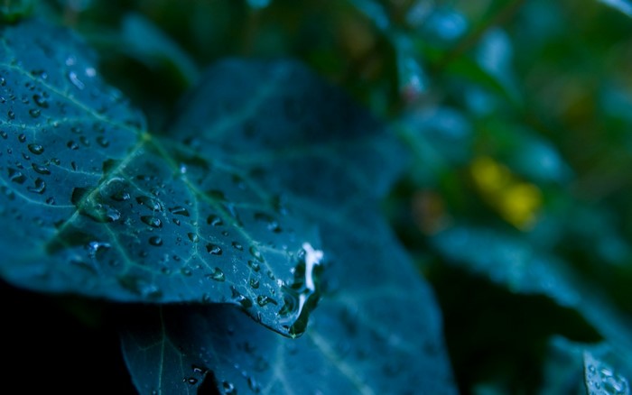 Close-up of wet green leaves with water drops