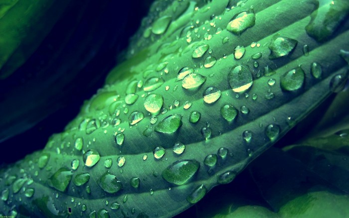 Close-up of green leaf with water drops