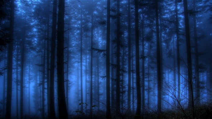 Dark blue misty forest with tall trees