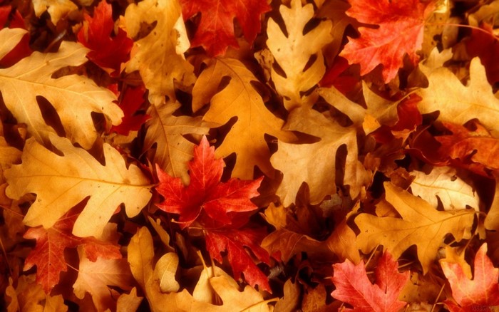 Colorful Autumn Maple and Oak Leaves on Ground