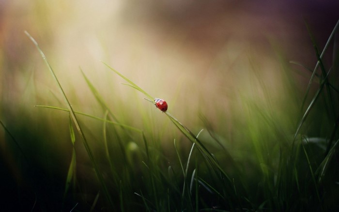 Ladybug on a blade of grass in sunlight