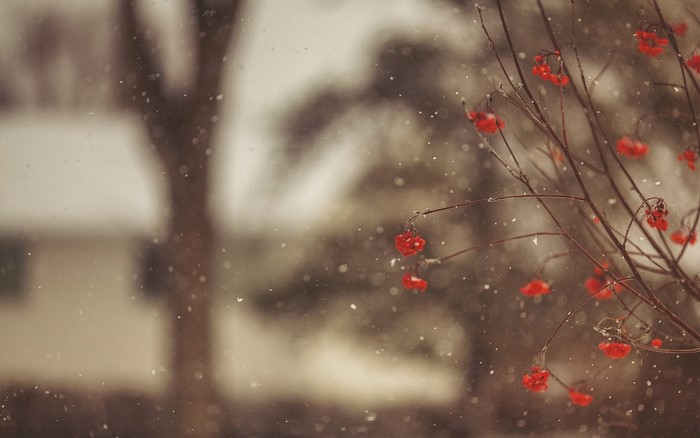Red berries on branches in falling snow