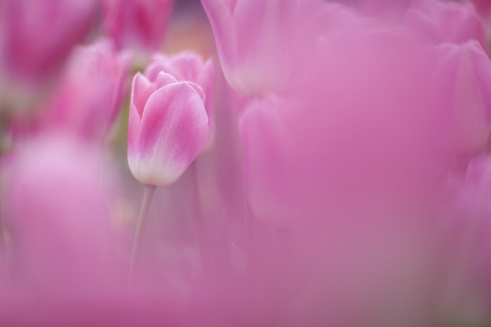 Close up of pink and white tulips
