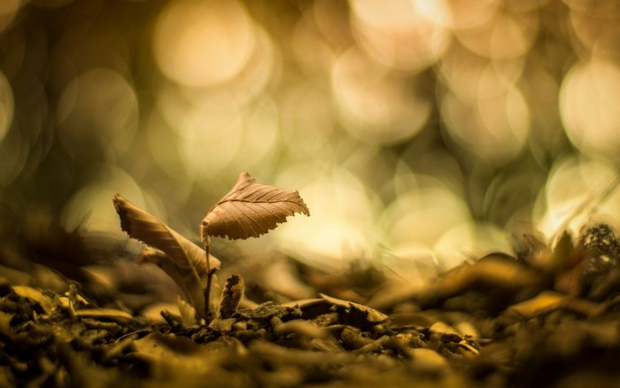 Close-up of a dry leaf on the forest floor with bokeh background