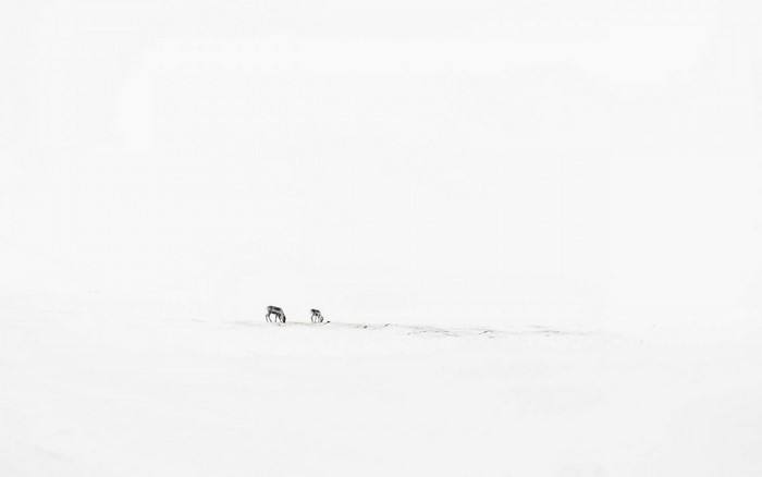 Two reindeer in a snowy landscape