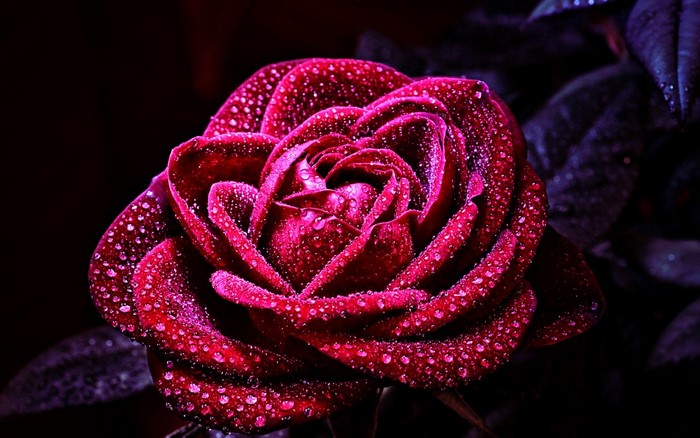 Close-up of a red rose with water droplets