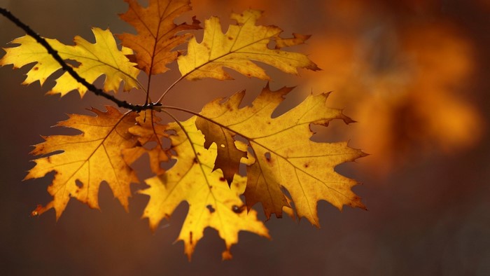 Autumn oak leaves on a branch in sunlight