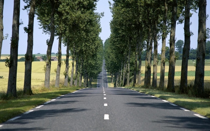 Road lined with trees leading to horizon