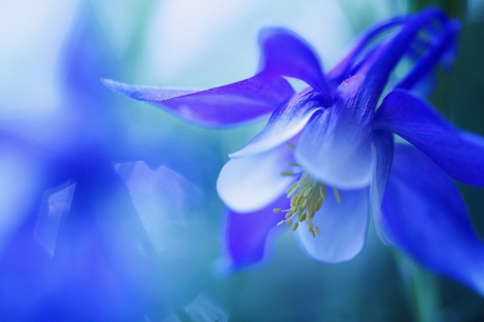Close-up macro photography of a blue columbine flower