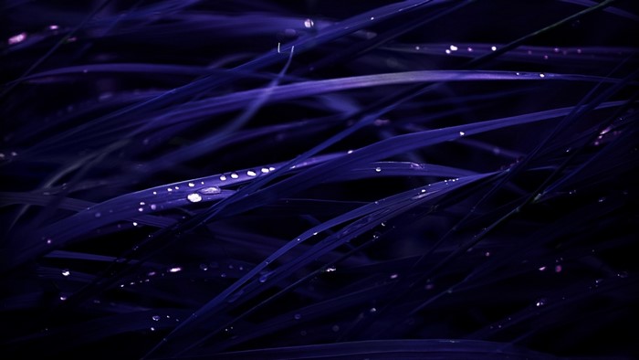 Dark blue grass with dew drops