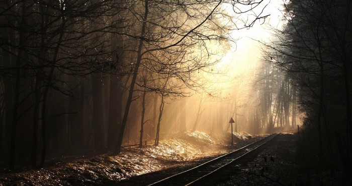 Sunlight filtering through trees onto a railway track in a forest