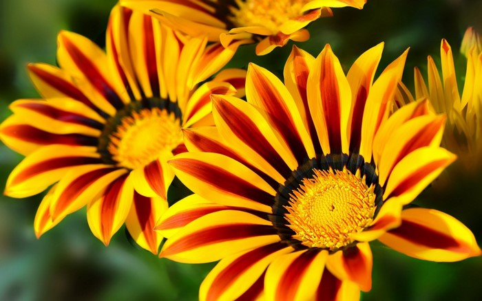 Close-up of striped yellow and red Gazania flowers